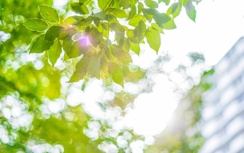 写真：青々した木の枝葉と木漏れ日